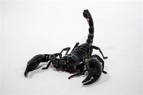 Black Emperor Scorpion Stock Photos Pictures And Royalty Free Images