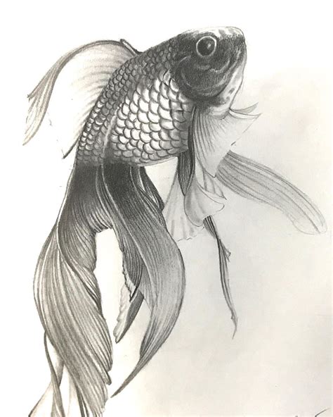 Realistic Pencil Drawings Animal Drawings Fish Sketch Today Morning