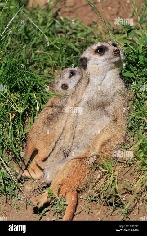 Meerkats Suricata Suricatta Adult Young Female Mother With Young