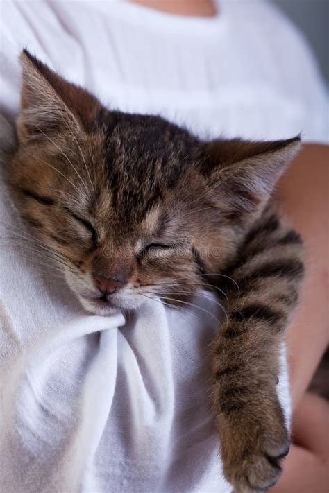 Sleeping Kitten In Owner Arms Royalty Free Stock Photography Image