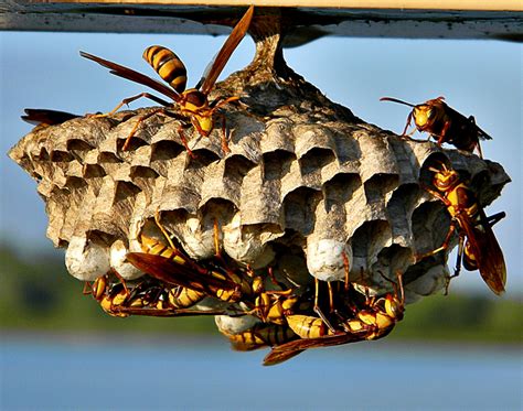 Types Of Wasps And Their Nests Know More