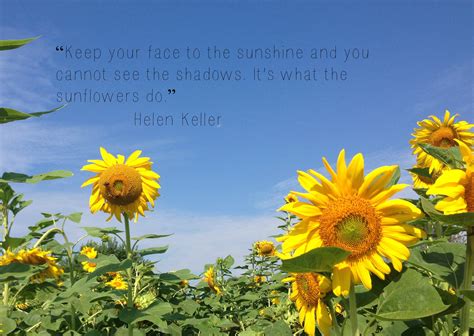 August Sunflower Quotes. QuotesGram