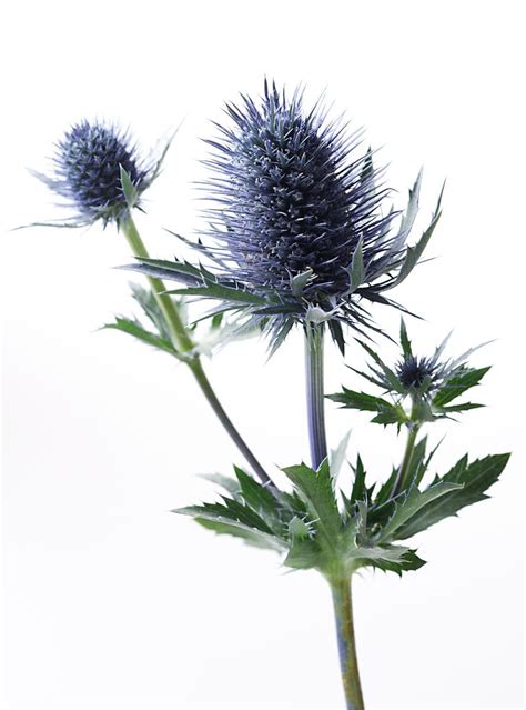 Thistle Related Keywords And Suggestions Thistle Long Tail Keywords