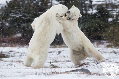 Why Do These Mighty Polar Bears Look Like They Are Dancing The Waltz