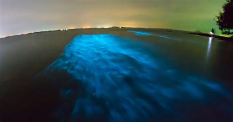 Bioluminescence And Biotechnology Shining Natures Cool Light On