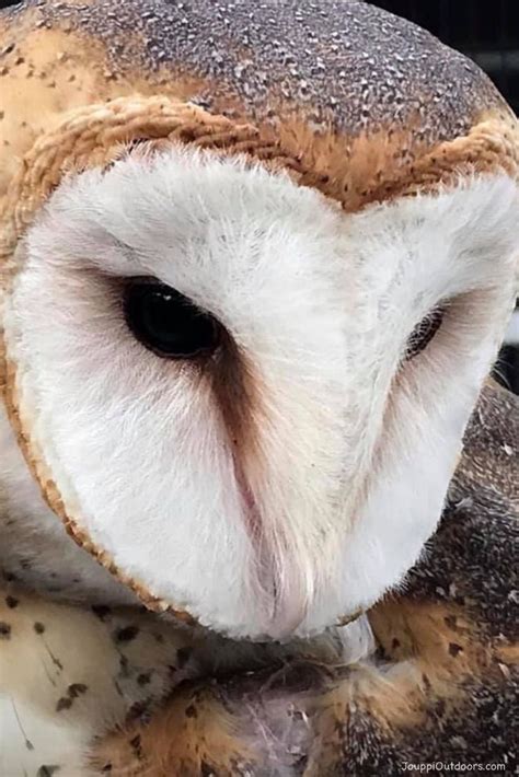 Unique Heart Shaped Face Barn Owl Owl Barn Owl Wildlife Photography