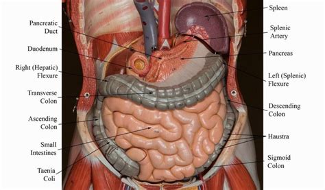 Image Result For Digestive System Models Labeled Digestive System