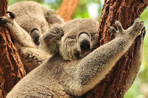 The Worlds 10 Sleepiest Animals Worldatlas