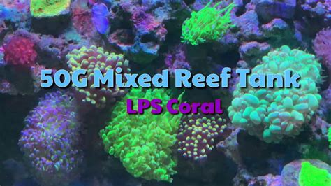 50 Gallon Mixed Reef Tank Lps Coral Youtube