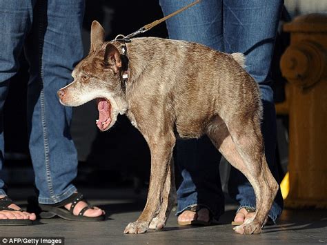 Peanut Is Crowned Worlds Ugliest Dog Daily Mail Online