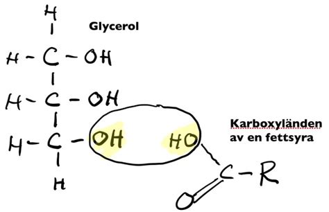 Triacylglycerol Matfrisk Blogg