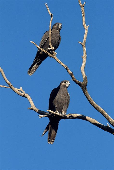 Black Falcon Birds Sa