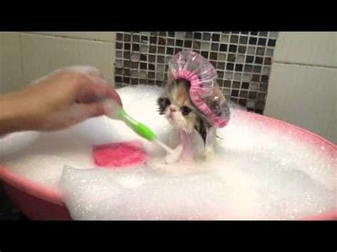 Discover the top r/eyebleach reddit videos people are sharing in the r/eyebleach subreddit. Cat Takes a Bath - Eyebleach - Reddit