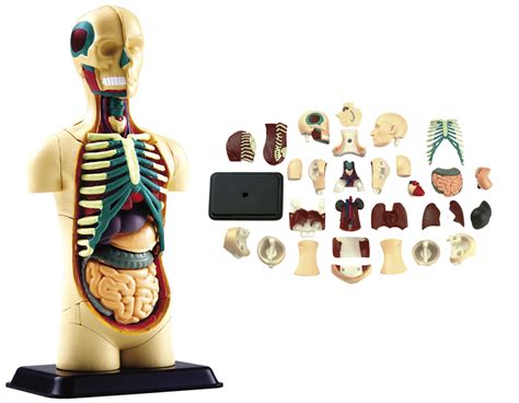 Anatomie Modell KÖrper Anatomiemodell Torso Organe Neu Eur 2995