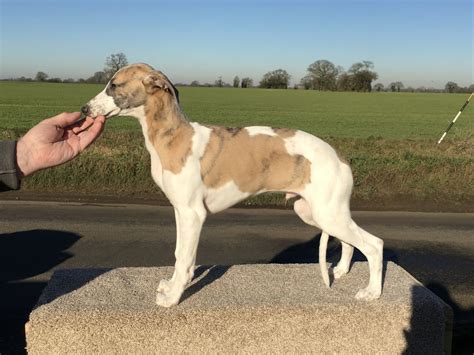9 whippet puppies for sale 2 girls 5 boys available microchipped wormed every 2 weeks since birth flead ready to leave on tuesday 02/02/21 any questions feel free to ask. Whippet puppies for sale - Maurspeed Whippets | Norwich ...