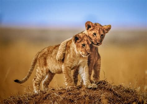 2 Lion Babies By Jeffrey C Sink