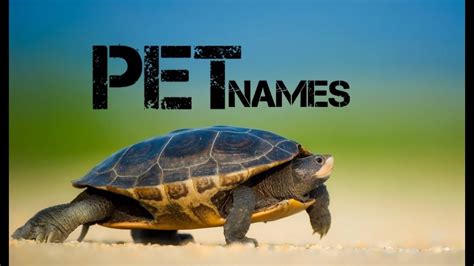 If your first child's name begins with k, for example, you might choose a k name for your subsequent babies too. male turtle names beginning with s - YouTube - YouTube