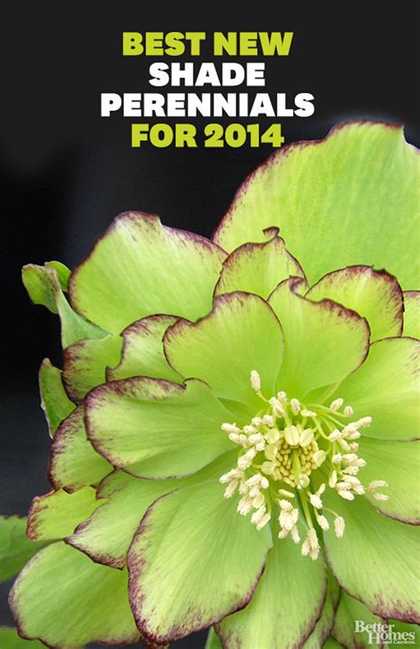 The Best New Shade Perennials For 2014