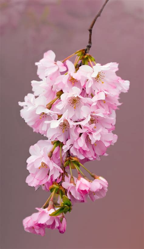Pink Cherry Blossom Flowers Free Stock Photo Public Domain Pictures