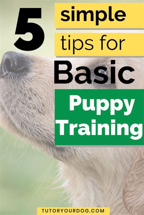 5 Simple Tips For Basic Puppy Training Tutor Your Dog