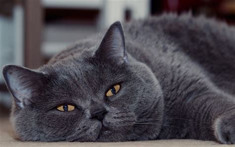 Download Wallpapers British Short Haired Cat Tired Gray Cat Funny