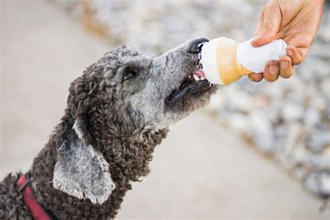 Puppies generally switch from nursing to food at age six to eight weeks and. Can Dogs Eat Ice Cream?