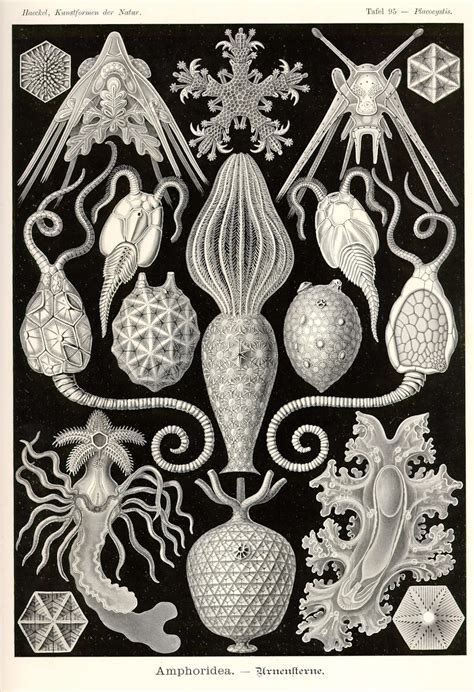 Ernst Haeckel Kunstformen Der Natur — Dop