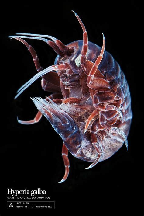 Hyperia Galba Weird Sea Creatures Arthropods Microscopic Photography