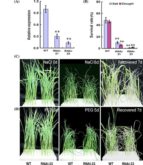Osbzip Rnai Lines Was Sensitive To Drought And Salt Stress In Rice A