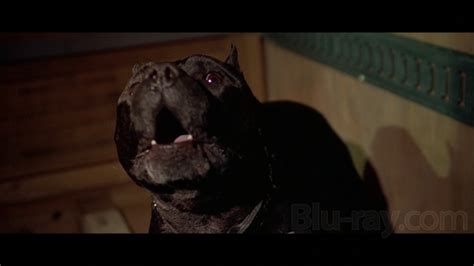 Browse trailers for movies released by black dog films including: Black Dog Blu-ray
