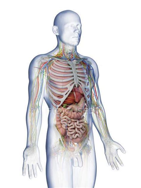 Male Upper Torso Anatomy Male Upper Body Anatomy And Internal Organs Computer Illustration