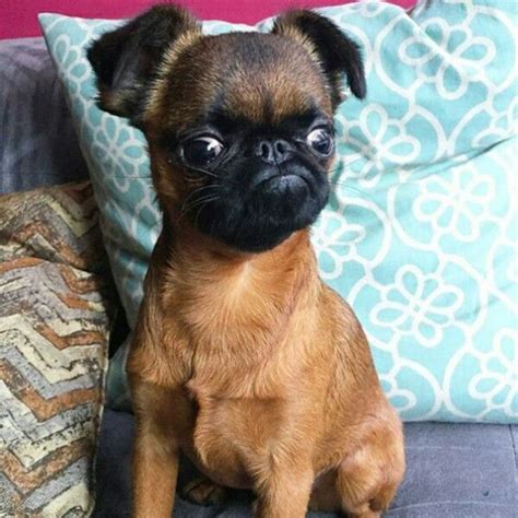 Omgrgfresting Griff Face This Is A Brussels Griffon And They Have The Cutest
