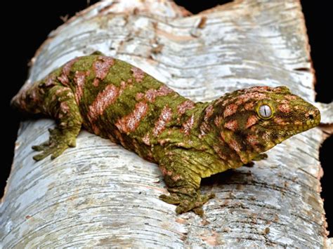 Three To Get Ready Rhacodactylus Leachianus Gecko Time Gecko Time