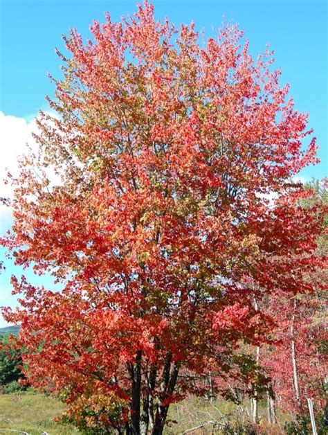 Acer Rubrum Growing Guide How To Grow Red Maple