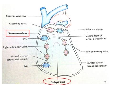 1 Pericardium Medical Mnemonics Medical Physiology