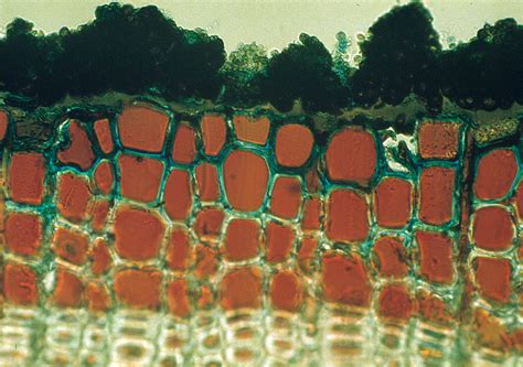 Ecological Coating Based On A Living Fungus Dr Michael Sailer Saxion