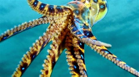 Gambar download gambar gambar untuk mewarnai. 5 Hewan Laut Dengan Bisa Paling Mematikan Di Dunia - Alan ...
