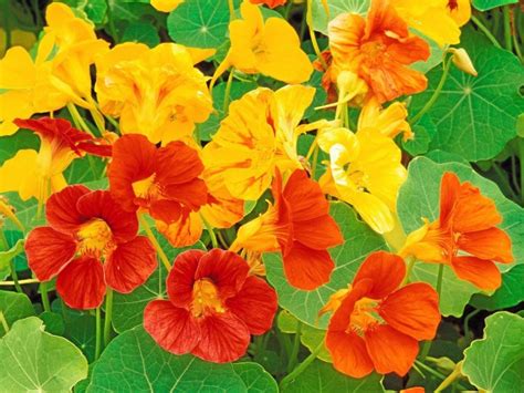 Nasturtiums Are Colorful Edible And Easy To Grow Redlands Daily Facts