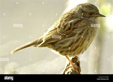 Dunnock Also Known As A Hedge Sparrow Or Hedge Accentor Is An
