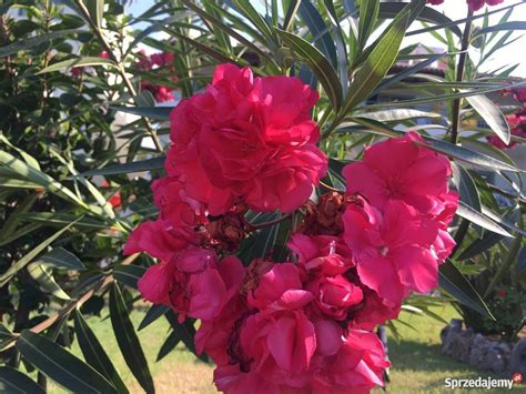 Sadzonki Oleander O Pachnących Kwiatach Na Prezent Brzeźnica