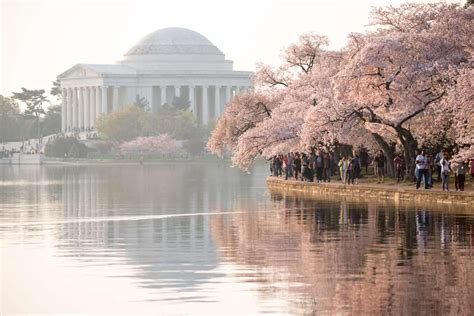 Monuments Of The Tidal Basin Dc Cherry Blossoms