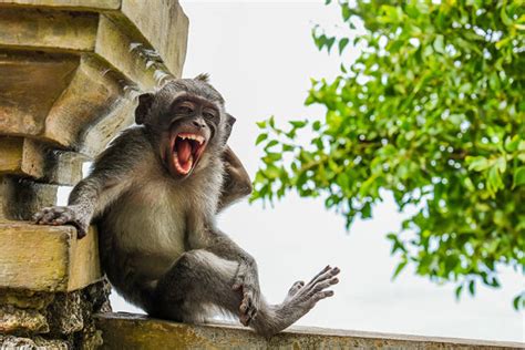 Finalists Of The 2020 Comedy Wildlife Photography Awards Show How Funny Nature Really Is 44