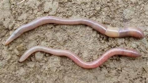 All Worms Are Not Equal Heres How To Identify The Ones In Your Garden