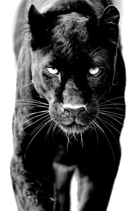 Pin By Jul Chen On Back To Black Black Panther Tattoo Black Animals