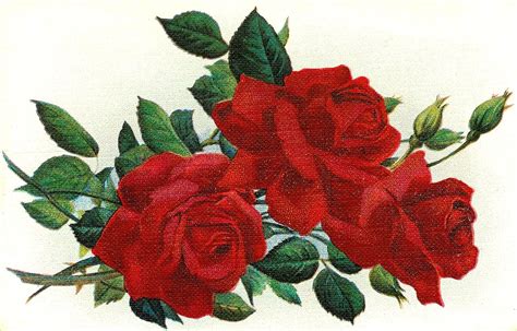 Roses Cartoon Clip Art Library