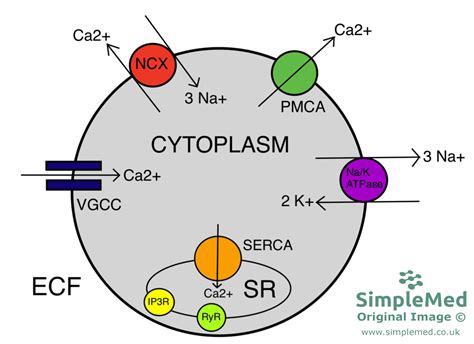 11 Membrane Transport And Intracellular Calcium Regulation Simplemed Learning Medicine