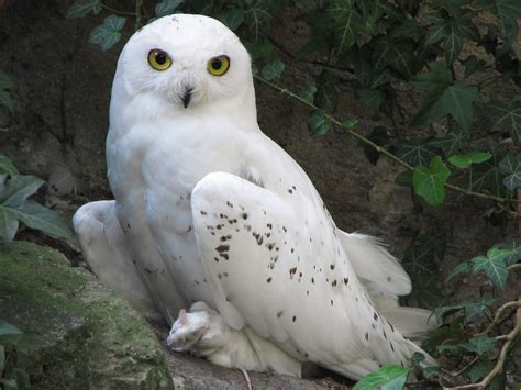 Snowy Owl True Wildlife Creatures