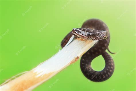 Premium Photo Venomous Black Snake Viper Coiled Up On Tree Branch