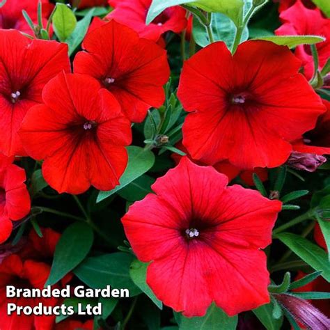Petunia Trailing Surfinia Deep Red Suttons