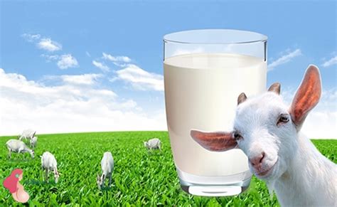 6 คุณประโยชน์ของนมแพะ มาดูสิว่ามีอะไรบ้าง - Konthong.com